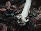 Rőt selyemgomba (Amanita fulva), Zemplén